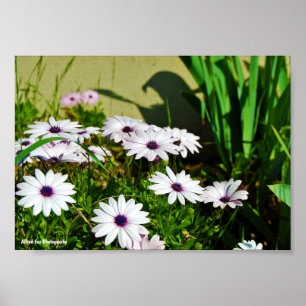 White African Daisies Poster