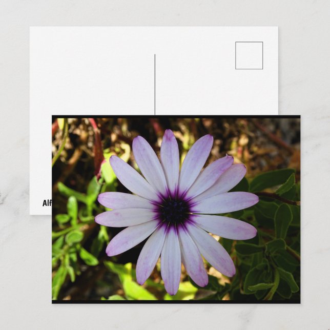 White African Daisy Flower Postcard (Front/Back)