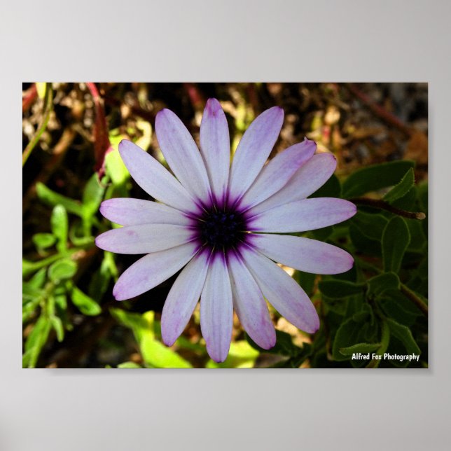 White African Daisy Flower Poster (Front)