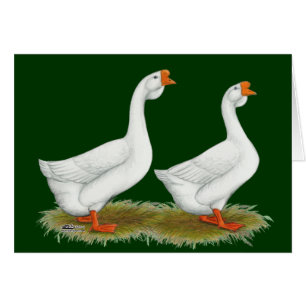 White African Geese