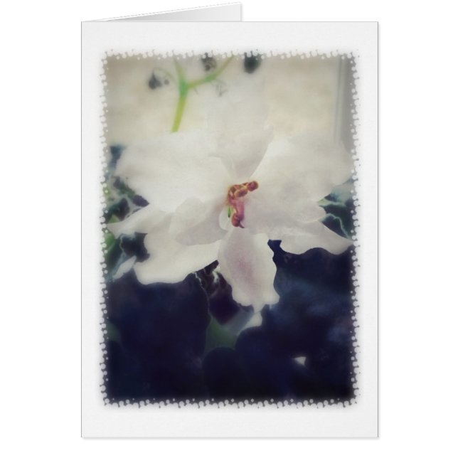 White African Violet Flower (Front)