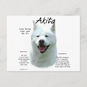 White Akita History Postcard