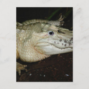 White Albino Alligator Photo , Gator  Image Postcard
