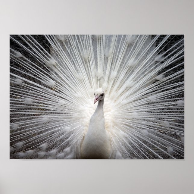 White Albino Peacock Stunning Wall Art Poster (Front)