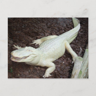 white alligator postcard