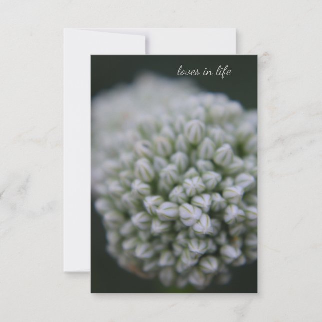 White Allium Card (Front)