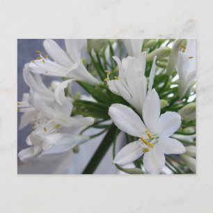 White Allium Flowers 1 Postcard