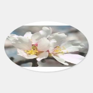 White Almond Blossoms Sticker