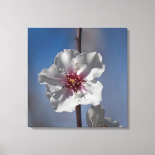White Almond Flower Floral Botanical Photography Canvas Print