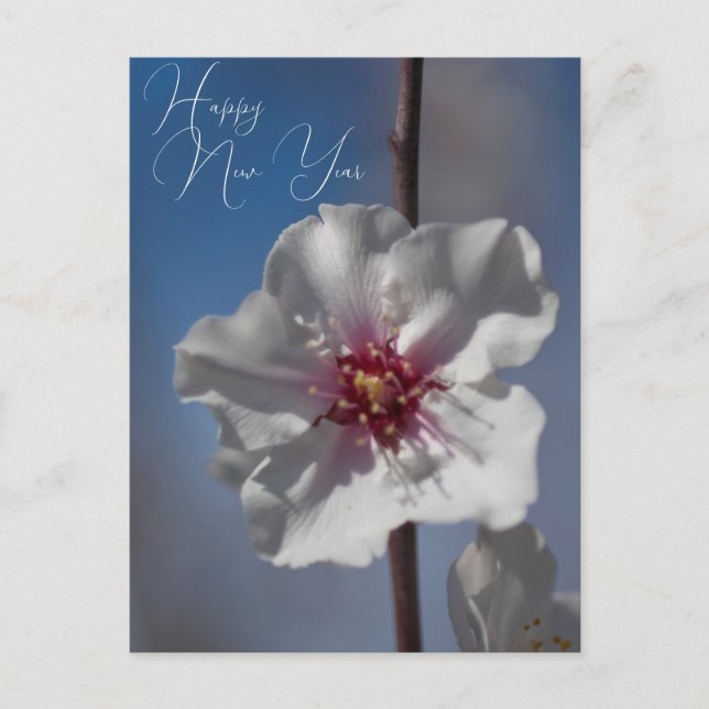   White Almond Flower Floral Botanical Photography Postcard (Front)