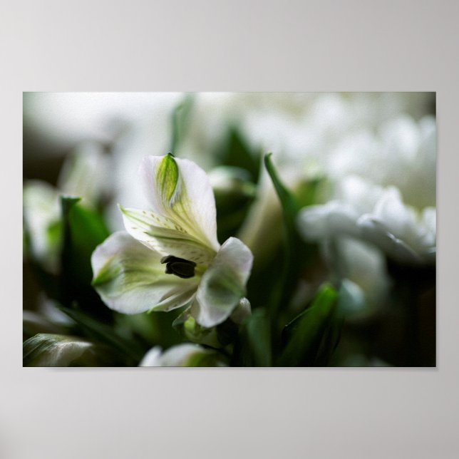 White Alstroemeria Peruvian Lilly Flower Poster (Front)