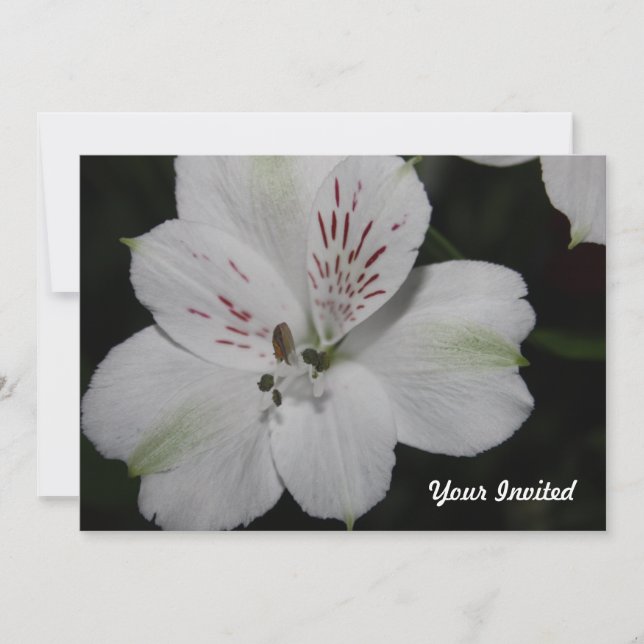 White Alstroemeria Your Invited Invitation (Front)
