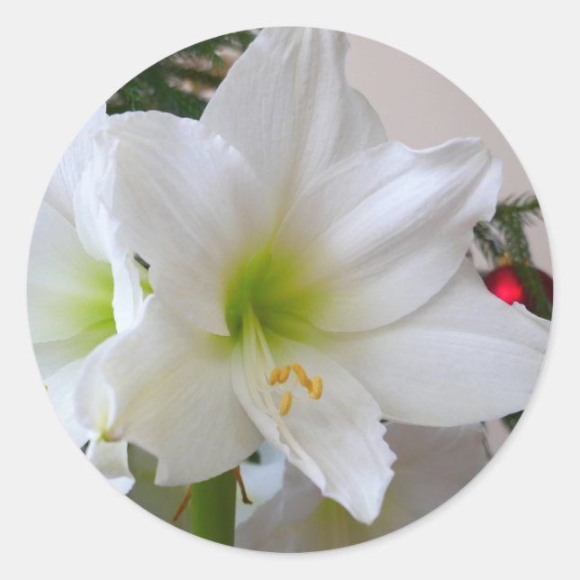 White Amaryllis and Christmas Tree Classic Round Sticker (Front)