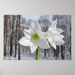 White Amaryllis and Snow I Poster
