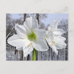 White Amaryllis and Snow II Postcard