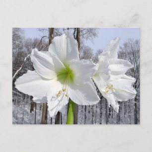 White Amaryllis and Snow II Postcard