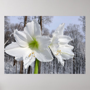 White Amaryllis and Snow II Poster