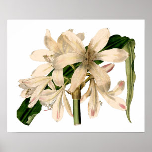 White Amaryllis Botanical Poster