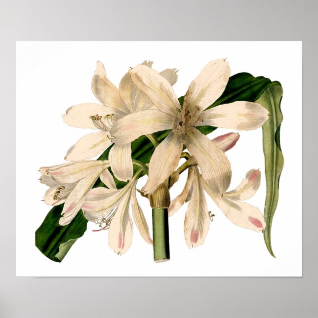 White Amaryllis Botanical Poster (Front)