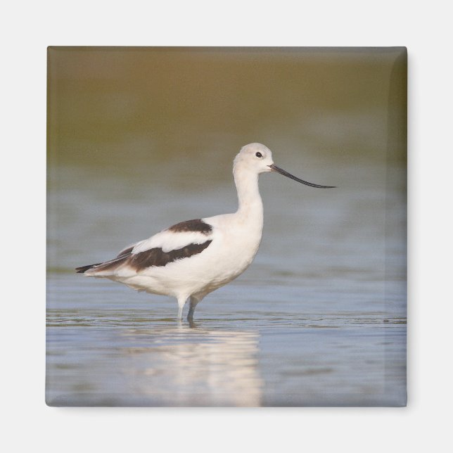 White American Avocet Magnet (Front)