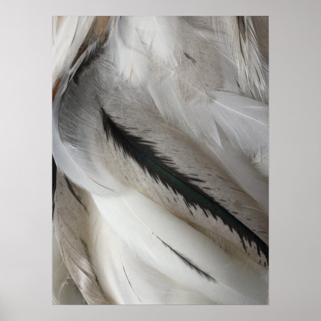 White and Black Feathers Poster (Front)