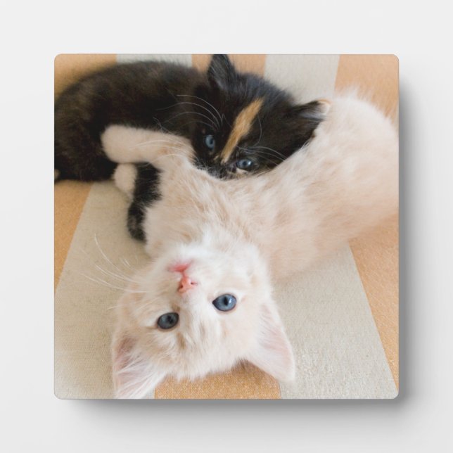 White And Black Kittens Plaque (Front)