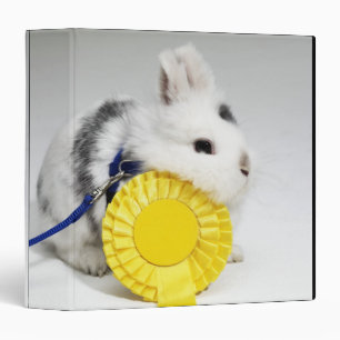 White and black rabbit on blue leash with yellow binder