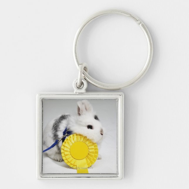 White and black rabbit on blue leash with yellow keychain (Front)