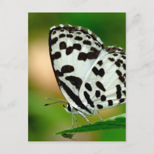 White and Black Spotted Pierrot Butterfly Postcard