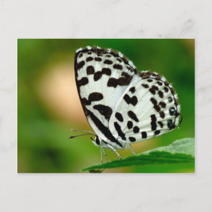 White and Black Spotted Pierrot Butterfly Postcard