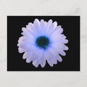 White and Blue Marigold Postcard