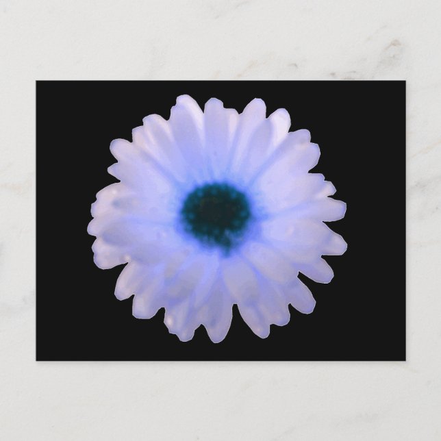 White and Blue Marigold Postcard (Front)