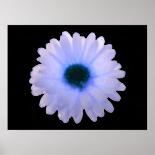White and Blue Marigold Poster