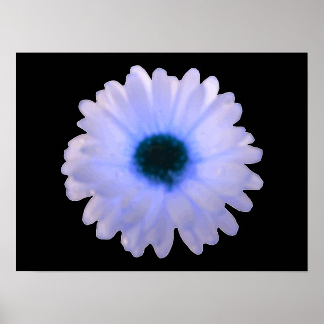 White and Blue Marigold Poster (Front)