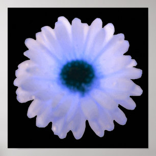 White and Blue Marigold Poster