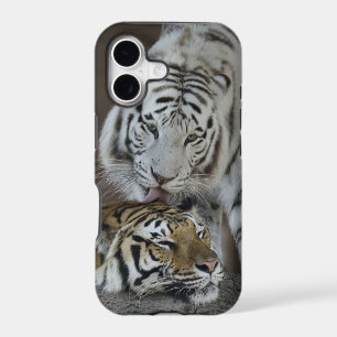 White And Brown Tigers Resting