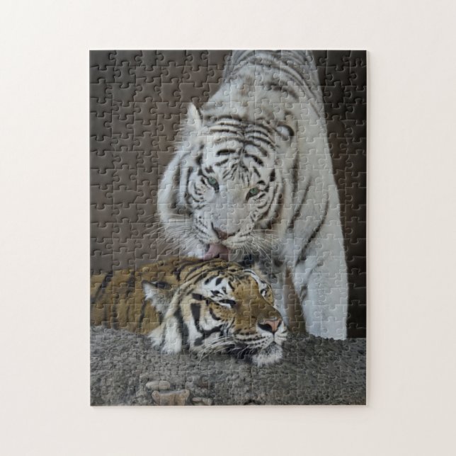 White And Brown Tigers Resting Jigsaw Puzzle (Vertical)