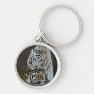 White And Brown Tigers Resting Keychain