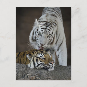 White And Brown Tigers Resting Postcard