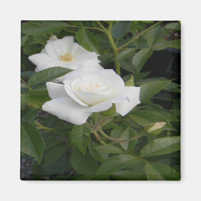 White and delicate... magnet (Front)
