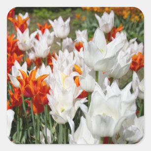 White and ginger tulips in the garden   square sticker
