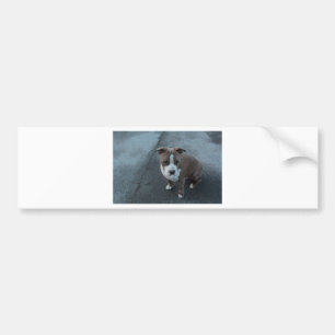White and Grey Pitbull on concrete Bumper Sticker