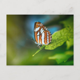 White and Orange Butterfly Postcard