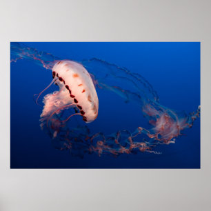 WHITE AND ORANGE JELLYFISH POSTER