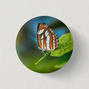 White and Orange Striped Butterfly 1 Inch Round Button