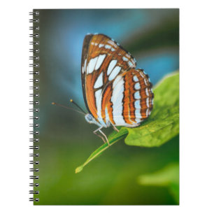 White and Orange Striped Butterfly Notebook