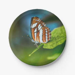 White and Orange Striped Butterfly Paper Plate