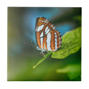 White and Orange Striped Butterfly Tile