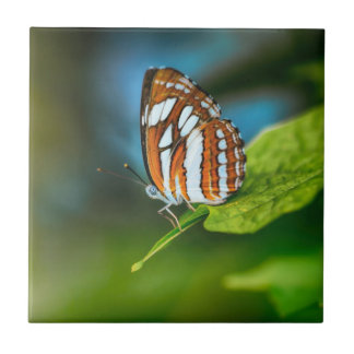 White and Orange Striped Butterfly Tile