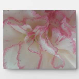 White and Pink Carnation Plaque